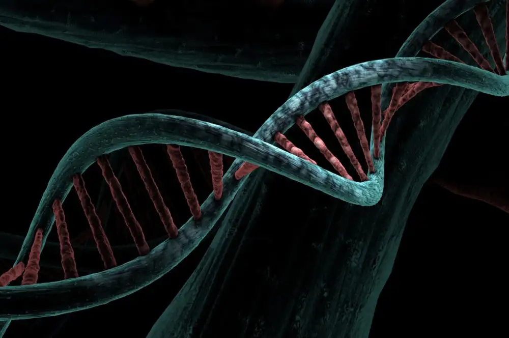 Dna Dieta