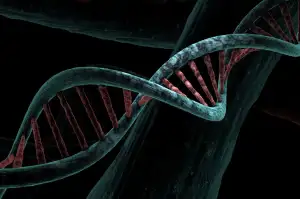 Dna Dieta