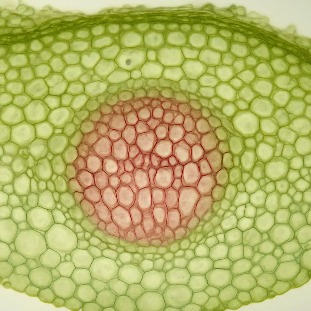 histologie botanika