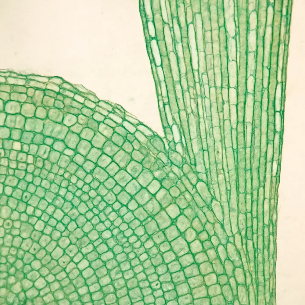 histologie botanika