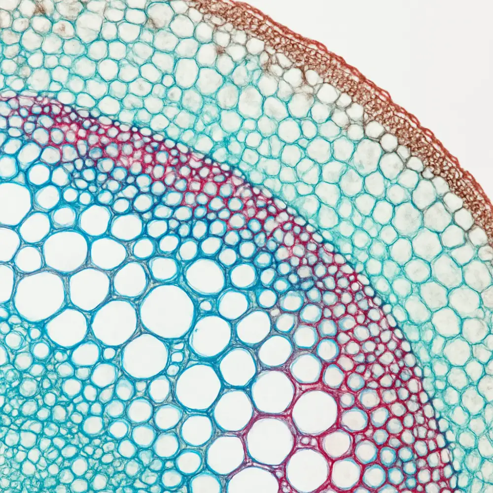 histologie botanika