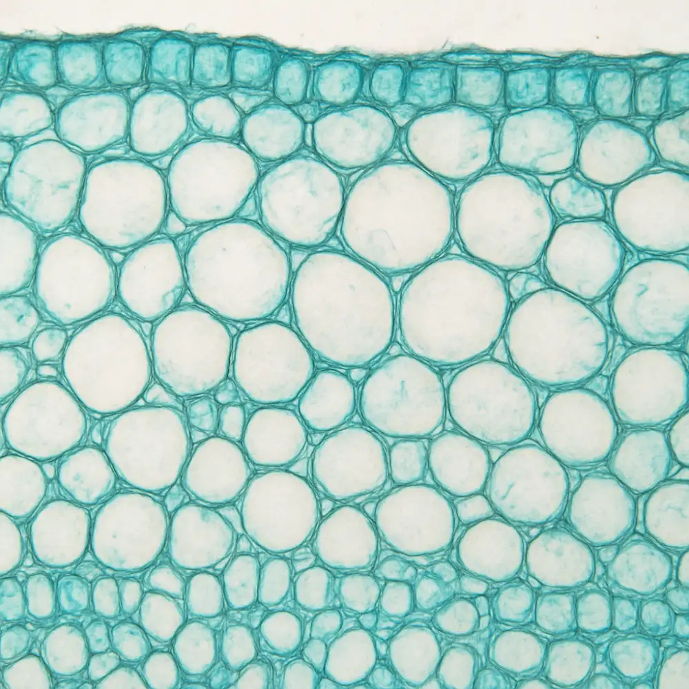 histologie botanika