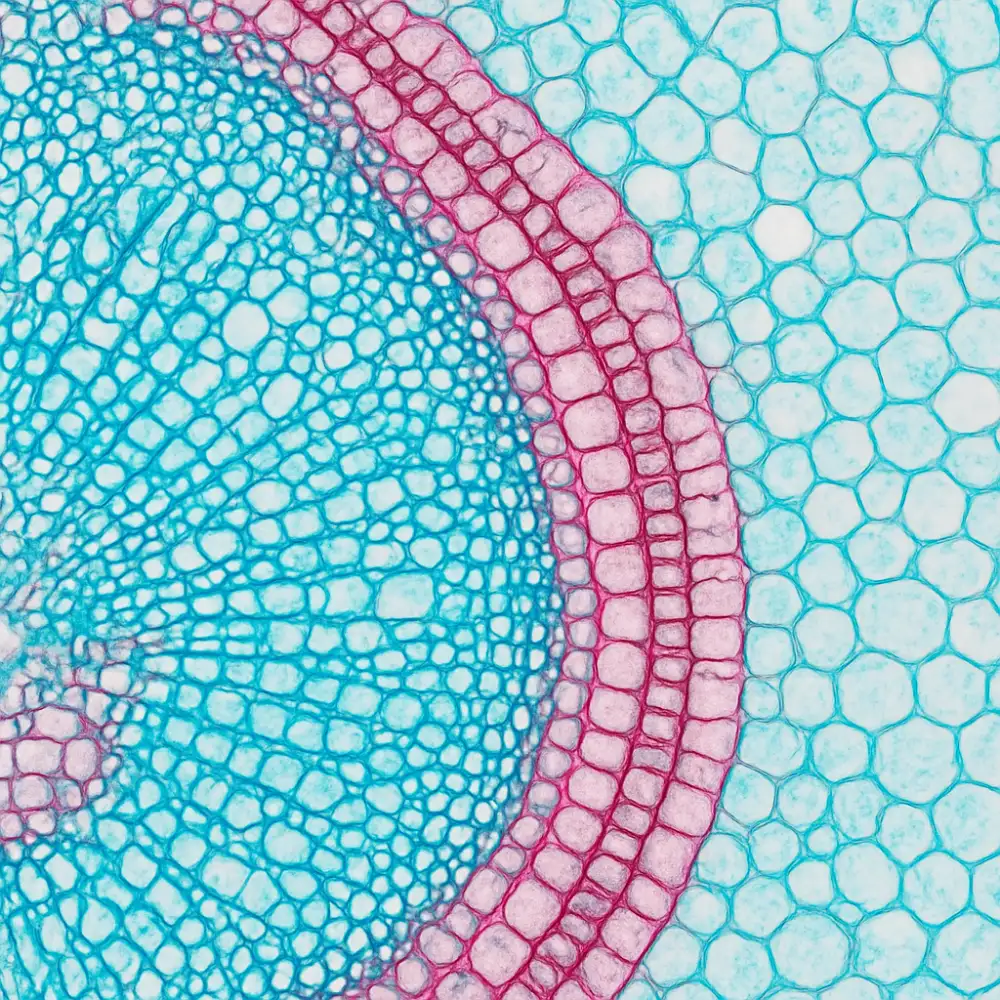 histologie botanika