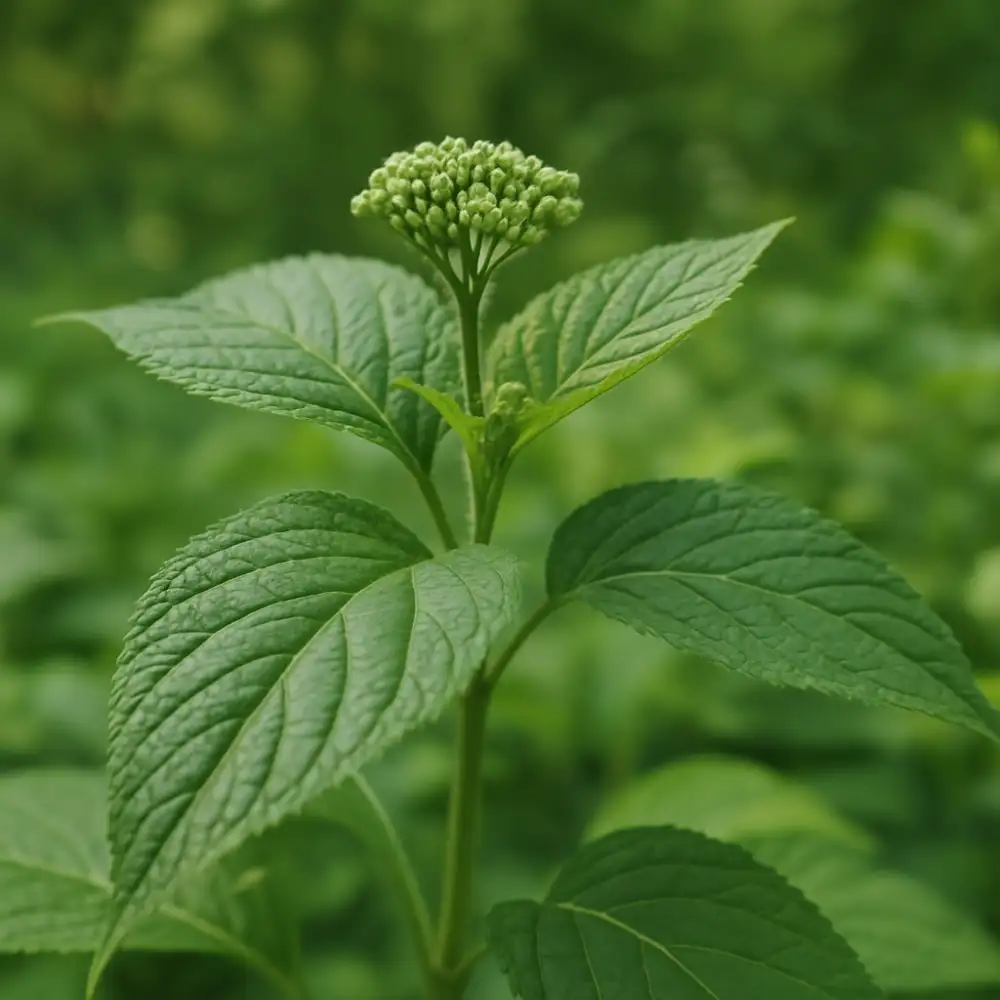Botanika