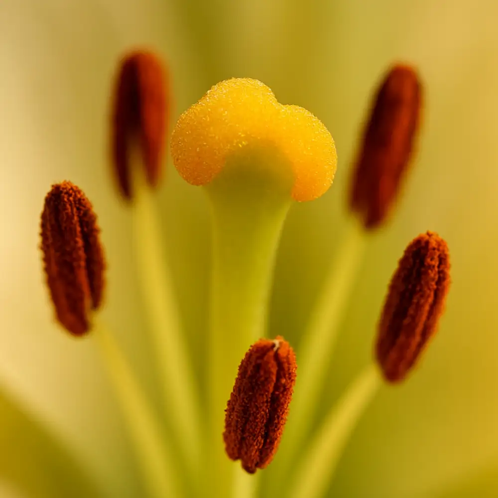 stigma (botanika)