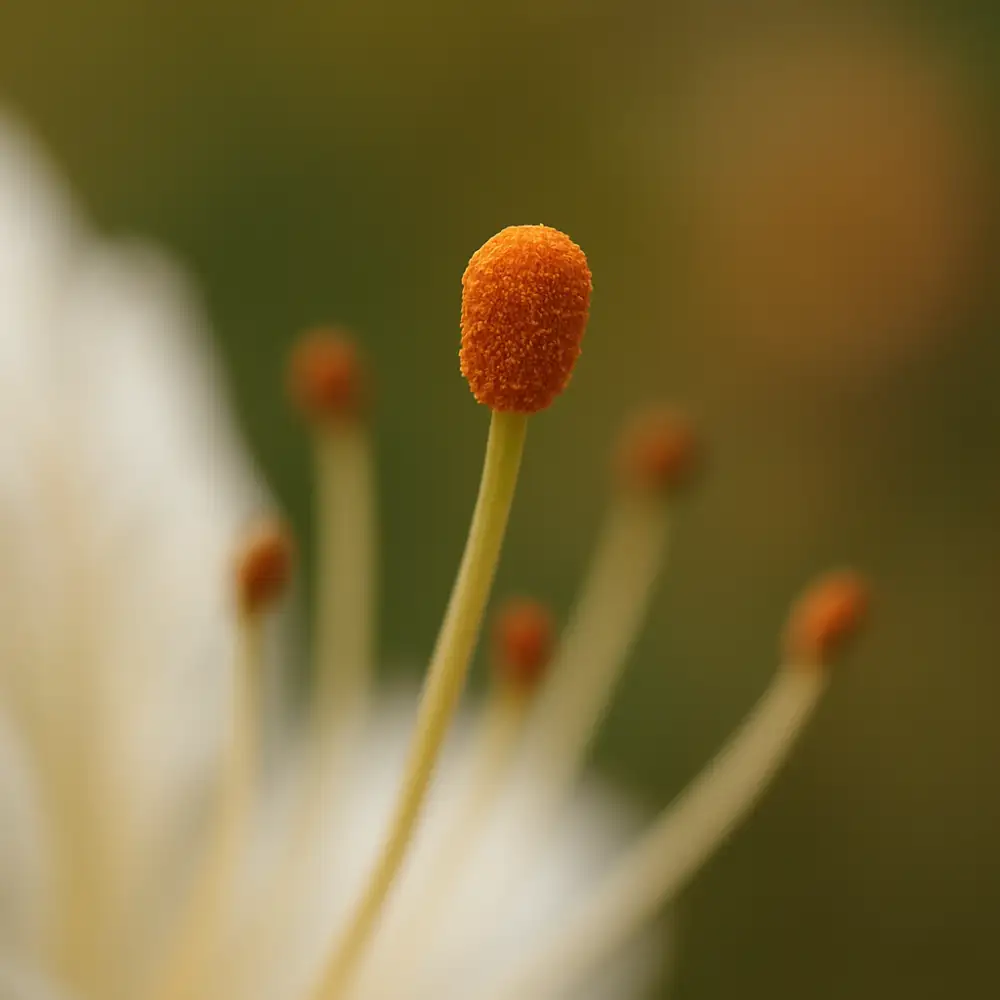 Stigma (Botanika)