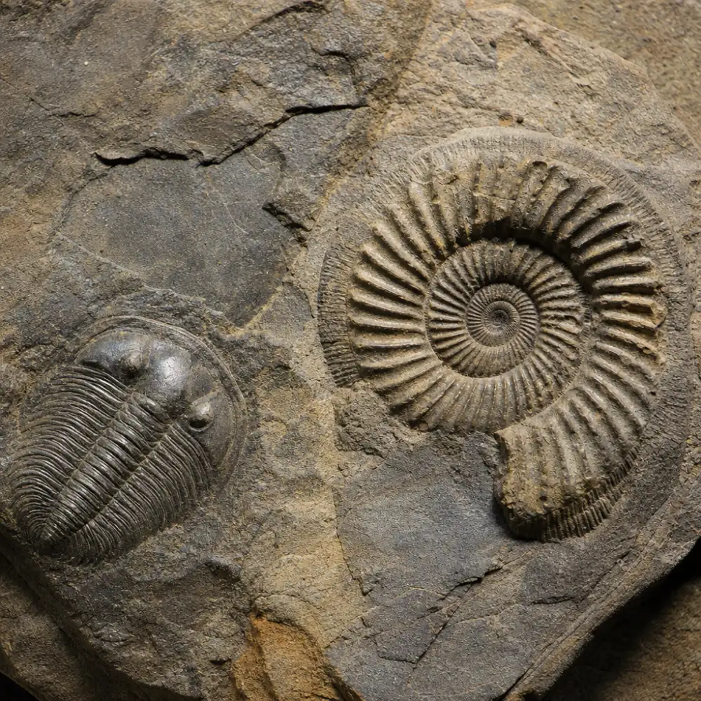 Sborník Geologických Věd Paleontologie