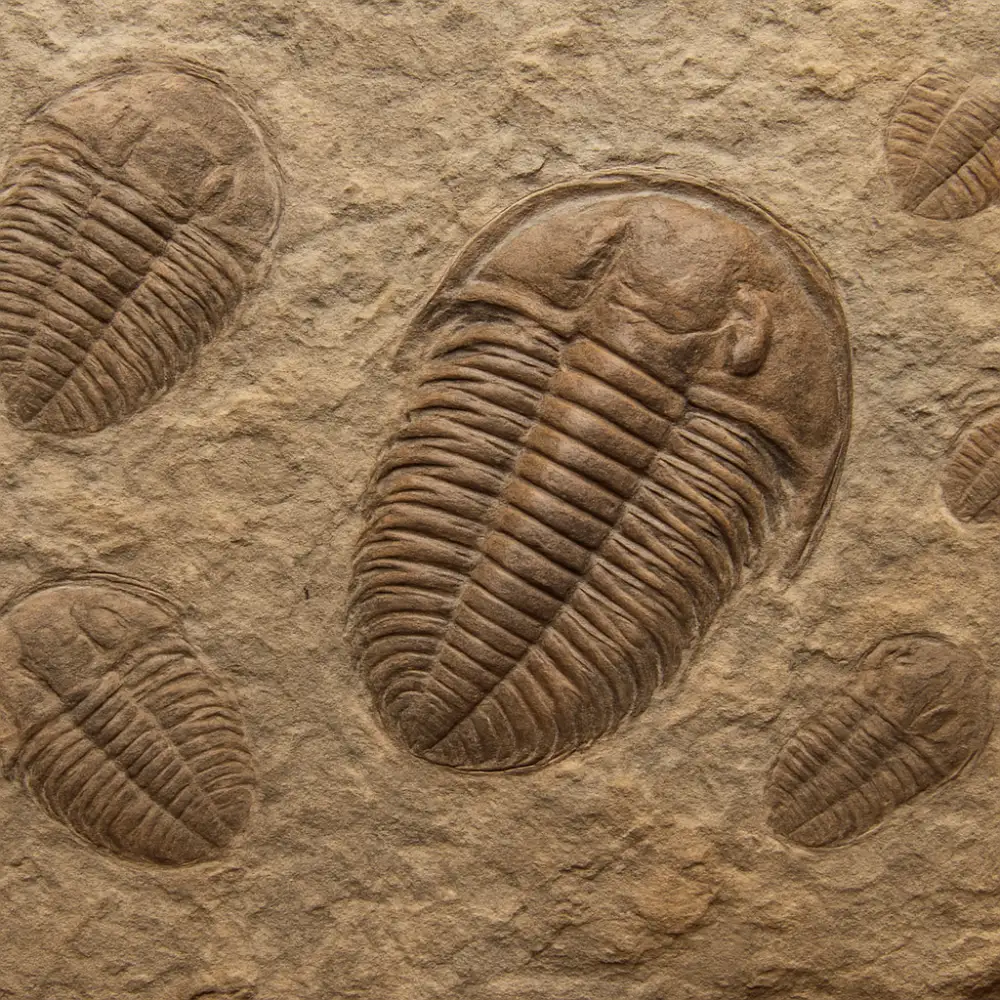 paleontologie praha