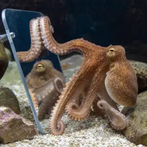 Chobotnice Používají Zrcadlo K Hledání Potravy, Zjistili Vědci