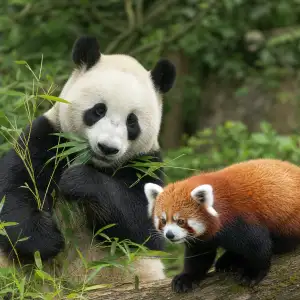 Panda Velká Je Šelma Medvědovitá, Červená Do Jiné Čeledi