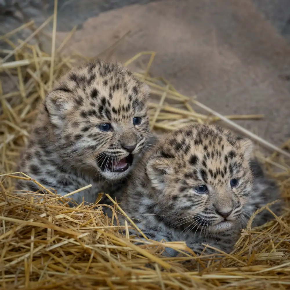 V Olomoucké Zoo Se Narodila Dvě Mláďata Kriticky Ohroženého Levharta Mandžuského