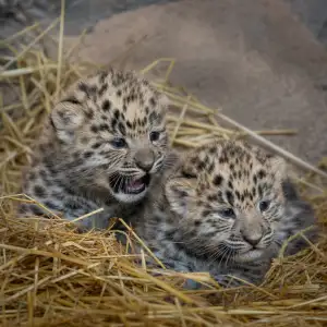 V Olomoucké Zoo Se Narodila Dvě Mláďata Kriticky Ohroženého Levharta Mandžuského