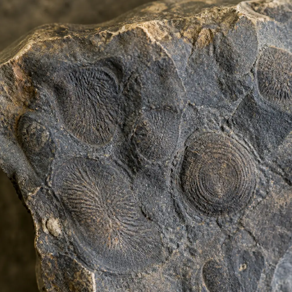 paleontologie organismy
