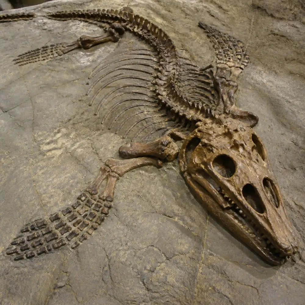 paleontologie organismy