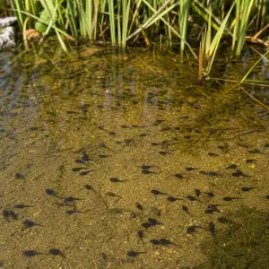 Australští Vědci Zjistili, Že Intenzita Uvb Záření Škodí Pulcům Více Než Celková Dávka