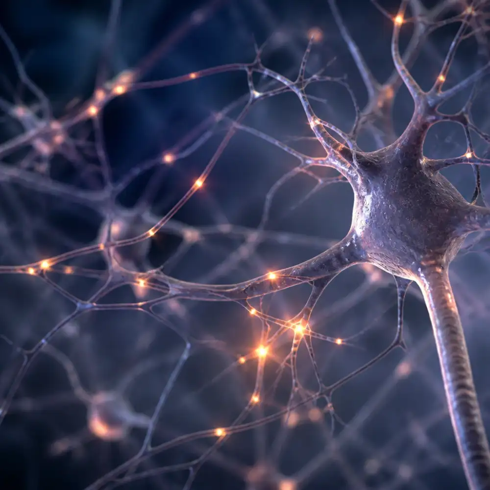 neuron stavba