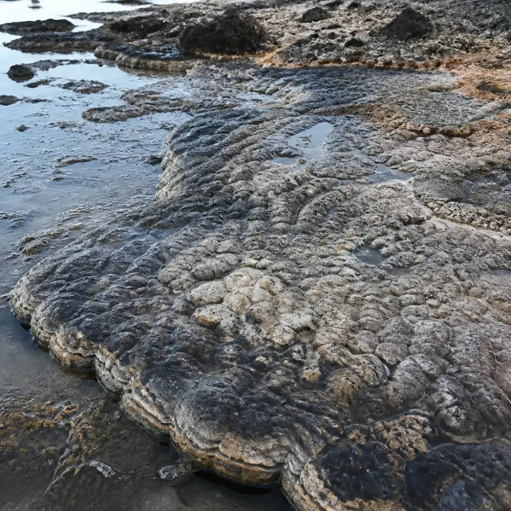 základy historické geologie a paleontologie
