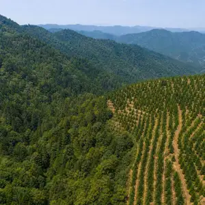 Přirozené Lesy V Povodí Jang-C'-Ťiangu Lépe Odolaly Suchu Roku 2022 Než Plantáže