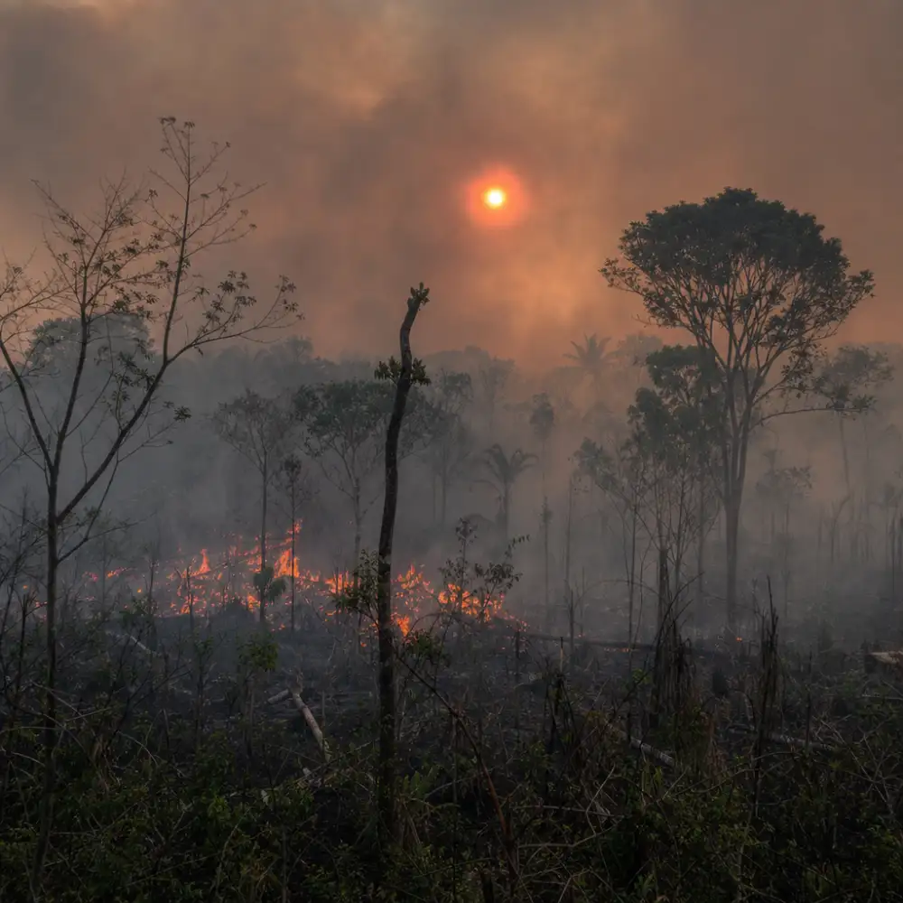 Tropické Lesy Během El Niño Přestávají Pohlcovat Co₂, Zjistila Studie