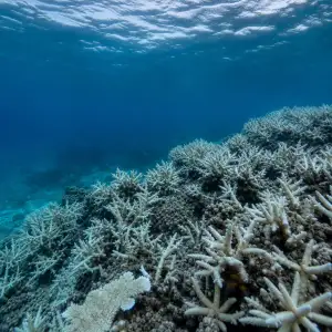 Okyselování Oceánů Se Za 50 Milionů Let Nemá Obdoby