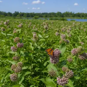 Na Floridě Vysadili Přes 15 000 Mléčných Bodláků Na Podporu Ohrožených Motýlů Monarchů