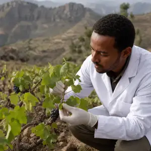Genetický Výzkum Odhaluje Unikátní Starobylé Odrůdy Révy V Etiopském Tigray