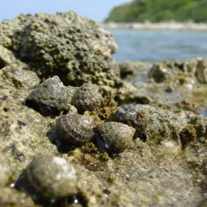 Tropičtí Přílivoví Šneci Mají Jen Omezenou Rezervu K Adaptaci Na Vedra, Ukazuje Studie