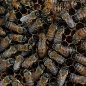 Feromony Královny Ovlivňují Rozhodování Včel Potníků O Odchodu Z Hnízda