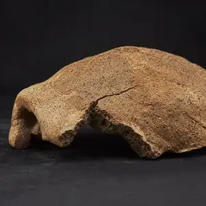 Ve Španělsku Objevili 224 000 Let Starý Fragment Lebky Rodu Homo Z Lokality Ruidera