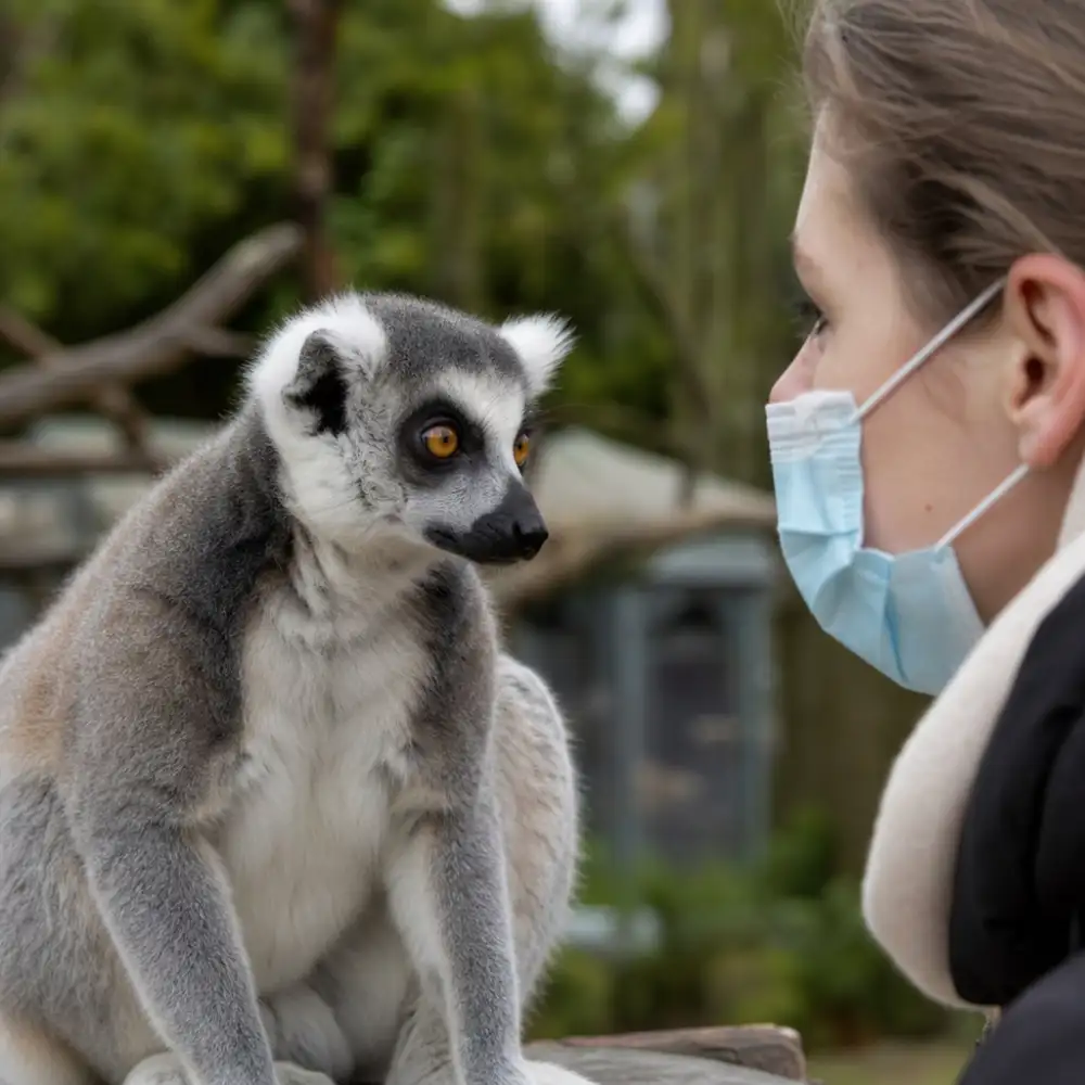 Lidský Opar Může Být Pro Lemury V Zoo Životu Nebezpečný, Varují Vědci