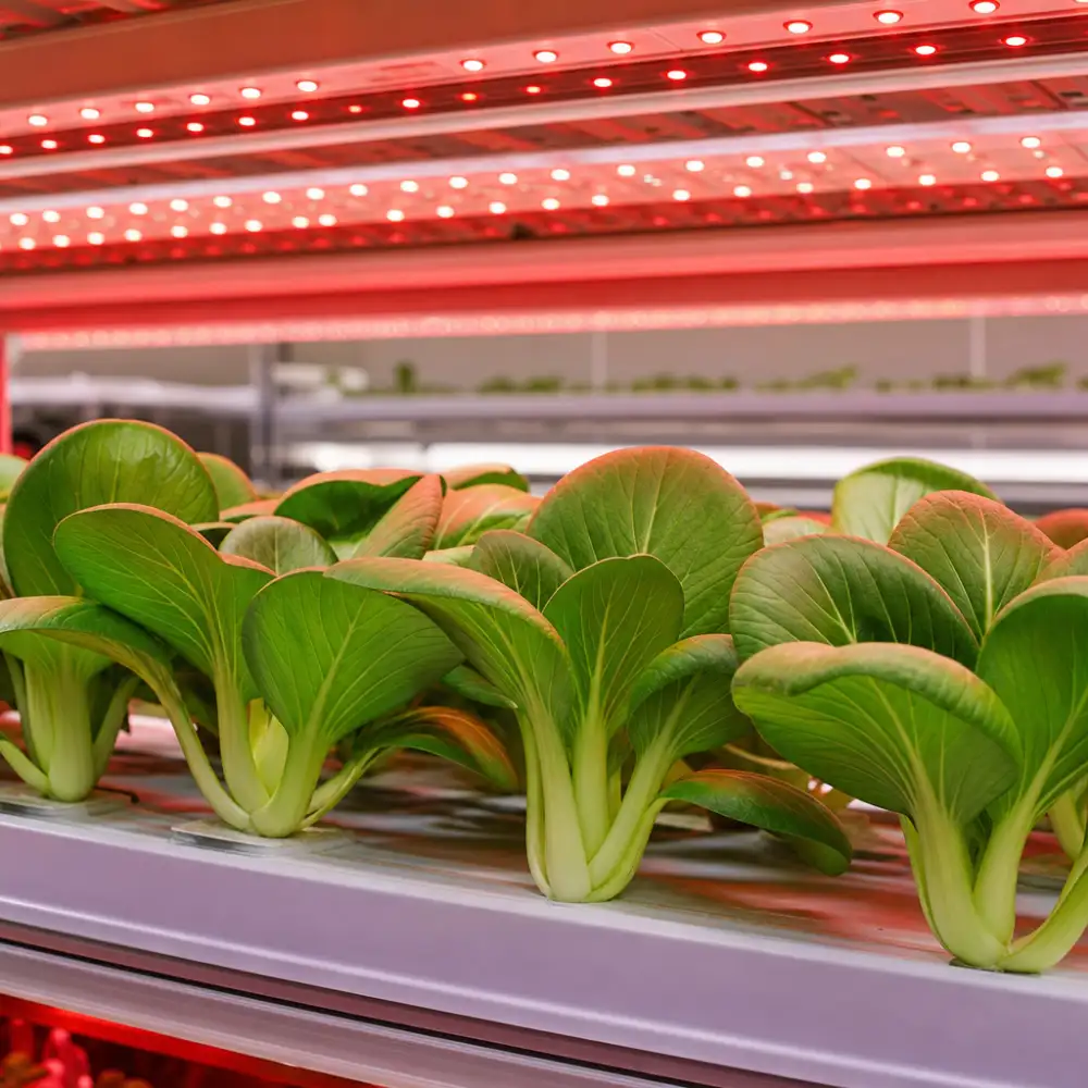 Vědci Odhalili, Jak Červené Led Světlo Zpomaluje Stárnutí Listů Pak Choi