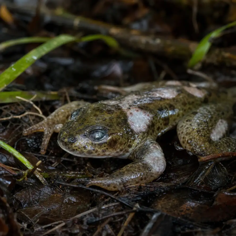 Chytridiomykóza I V Roce 2026 Zůstává Nejničivější Nemocí Volně Žijících Živočichů