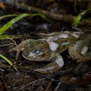 Chytridiomykóza I V Roce 2026 Zůstává Nejničivější Nemocí Volně Žijících Živočichů