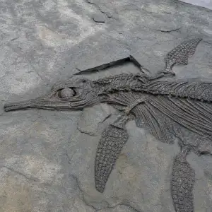 Vědci Popsali Nový Druh Ichtyosaura Jabalisaurus Tethyensis Z Německa