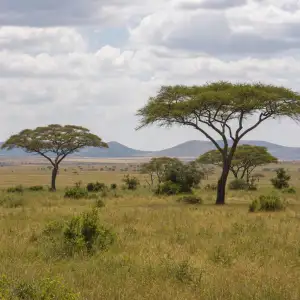Molekulární Fosilie Potvrzují Vznik Afrických Savan Před 5 Miliony Let