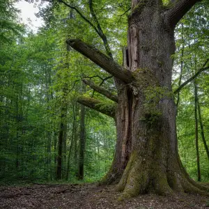 Vědci Varují: Ubývání Starobylých Stromů Nevratně Ochuzuje Genetickou Rozmanitost Lesů