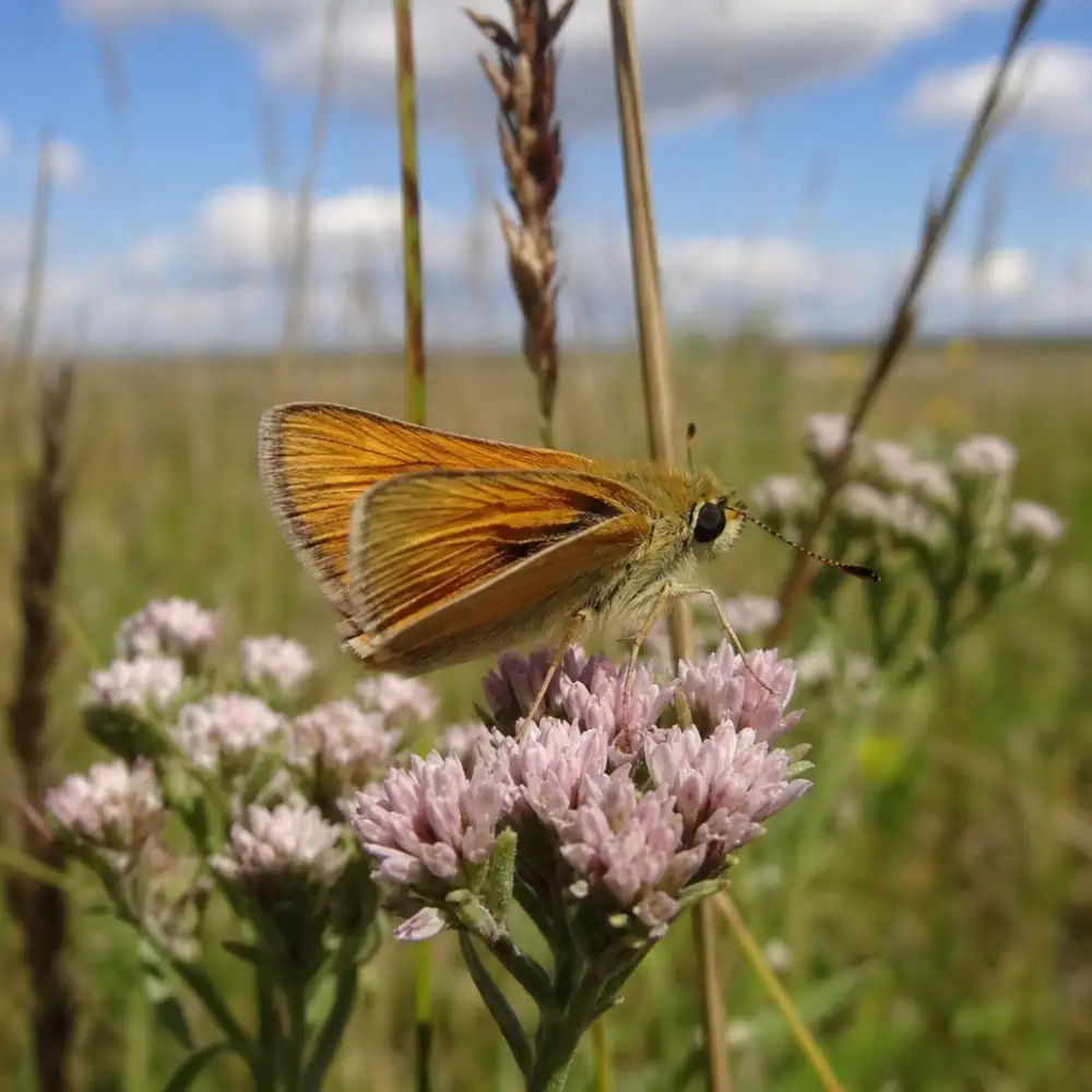 V Michiganských Prériích Letos Znovu Spatřili Kriticky Ohroženého Motýla Poweshiek Skipperling