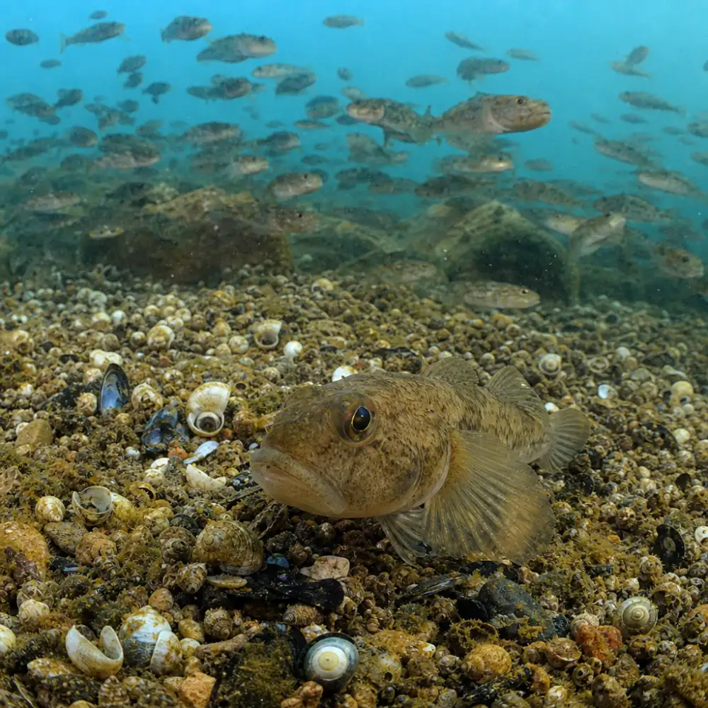 Invazní Kulový Goby Ohrožuje Ekosystém Velkých Jezer, Populace Čítá Miliardy Kusů
