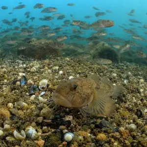 Invazní Kulový Goby Ohrožuje Ekosystém Velkých Jezer, Populace Čítá Miliardy Kusů