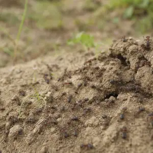 Vědci: Zvýšená Aktivita Mravenců Po Pesticidu Neznamená Selhání Zásahu