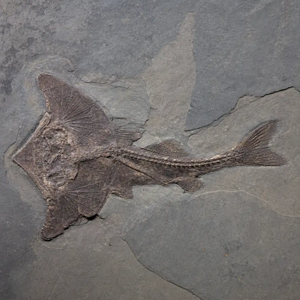 Vědci Popsali Nový Druh Prehistorické Ryby S Hlavou Ve Tvaru Netopýřího Křídla