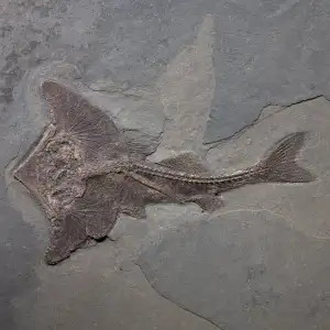 Vědci Popsali Nový Druh Prehistorické Ryby S Hlavou Ve Tvaru Netopýřího Křídla