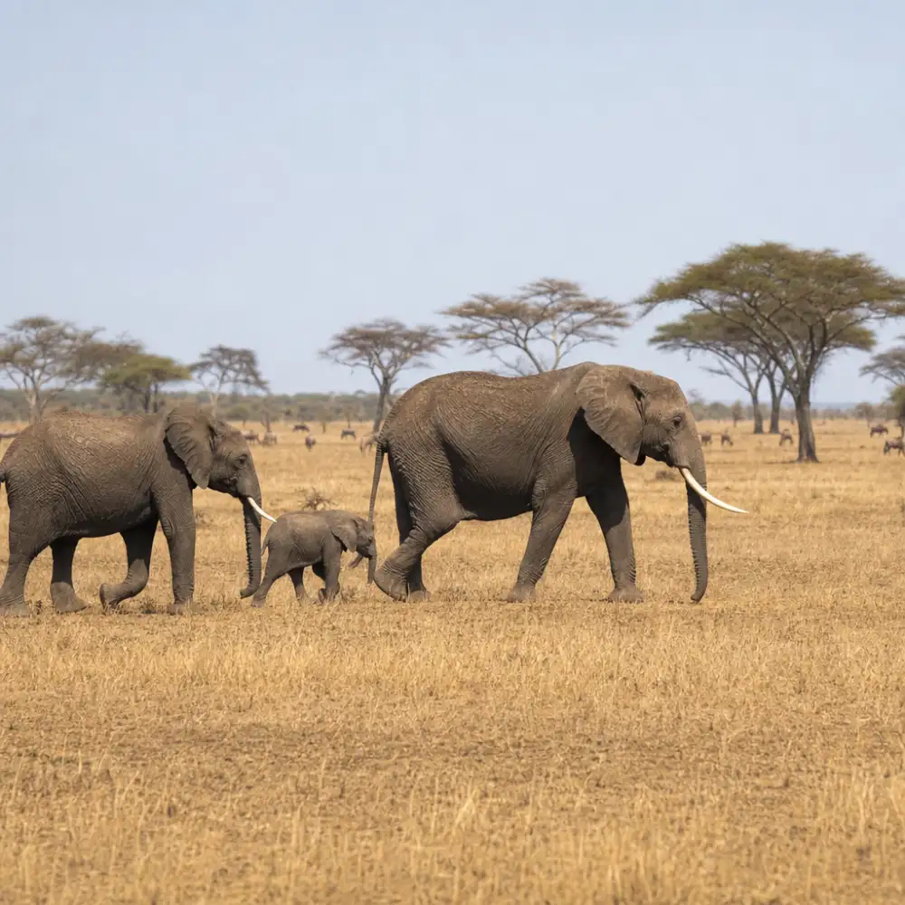 Studie: Úbytek Afrických Megaherbivorů Způsobila Nízká Míra Speciace, Ne Vymírání