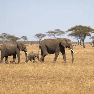 Studie: Úbytek Afrických Megaherbivorů Způsobila Nízká Míra Speciace, Ne Vymírání