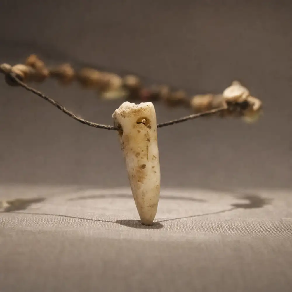 Archeologové V Srbsku Objevili 6 500 Let Starý Lidský Zub Nošený Jako Korálek Náhrdelníku