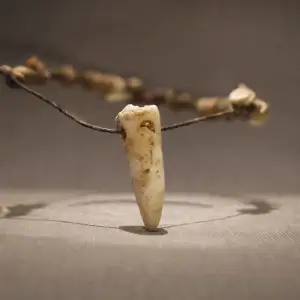 Archeologové V Srbsku Objevili 6 500 Let Starý Lidský Zub Nošený Jako Korálek Náhrdelníku