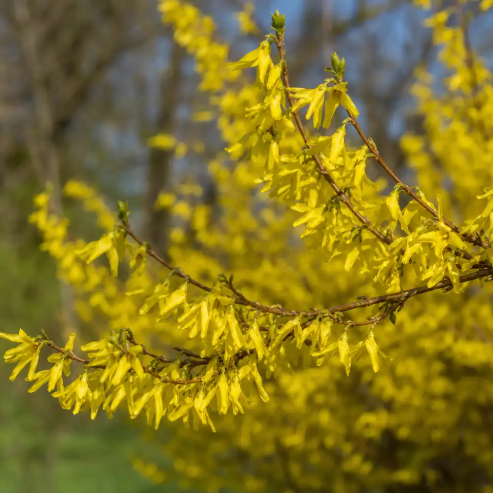 Vědci Sestavili Haplotypově Vyřešený Genom Zlatice Převislé Forsythia Suspensa