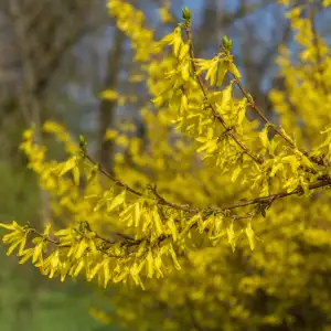 Vědci Sestavili Haplotypově Vyřešený Genom Zlatice Převislé Forsythia Suspensa