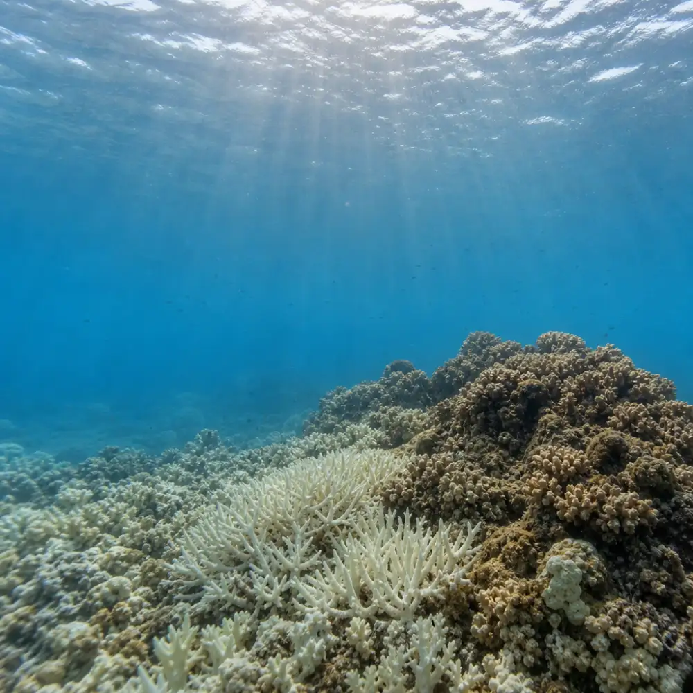Vědci Varují: Souběh Mořských Veder A Okyselování Oceánů Ohrožuje Mořský Život Víc Než Dosud
