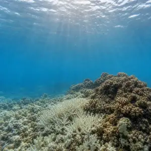 Vědci Varují: Souběh Mořských Veder A Okyselování Oceánů Ohrožuje Mořský Život Víc Než Dosud